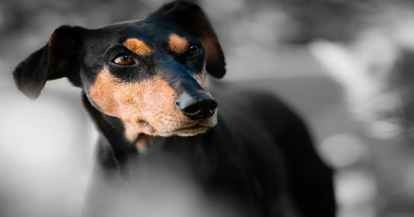 Is technology driving your pet crazy?