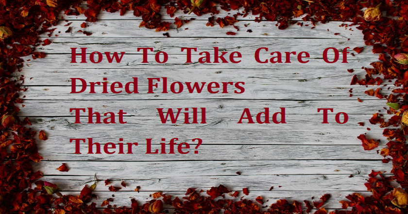 How To Take Care Of Dried Flowers That Will Add To Their Life?