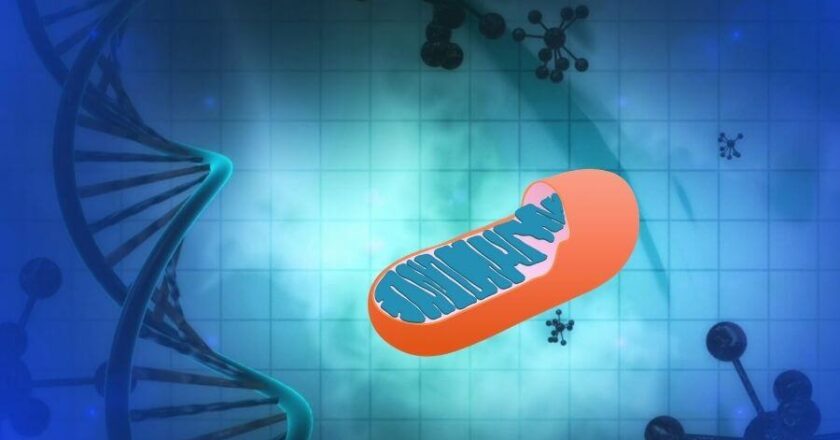 How to Improve Mitochondrial Functioning for Better Health?