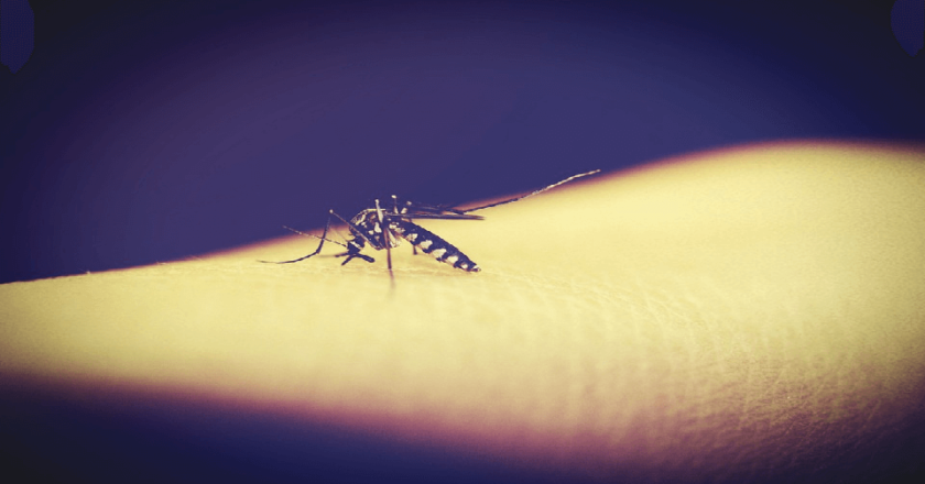 Things You Can Try in Order to Deter Mosquitoes